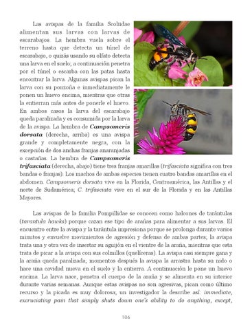 Insectos de Puerto Rico by La Colección Puertorriqueña - Issuu