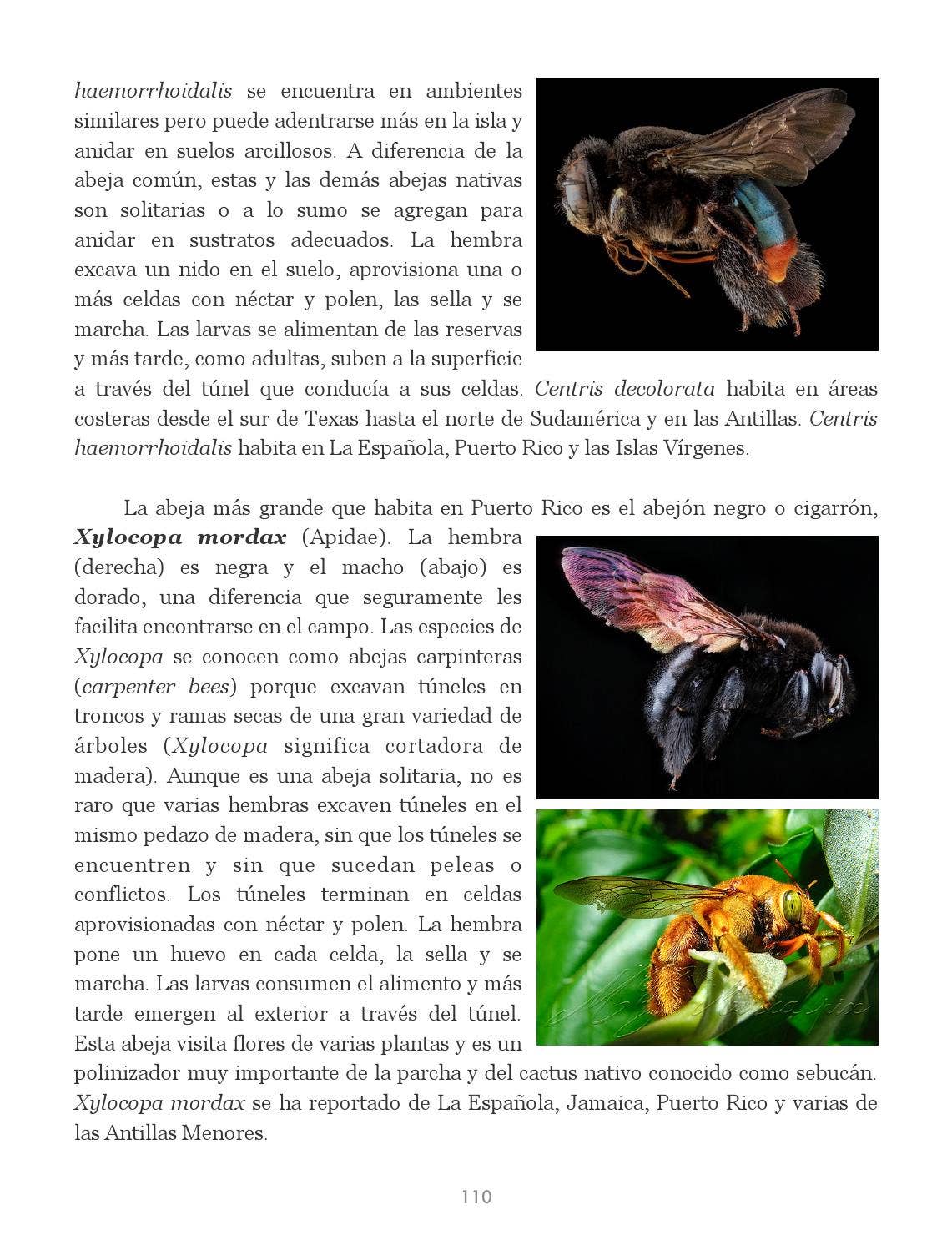Insectos de Puerto Rico by La Colección Puertorriqueña - Issuu