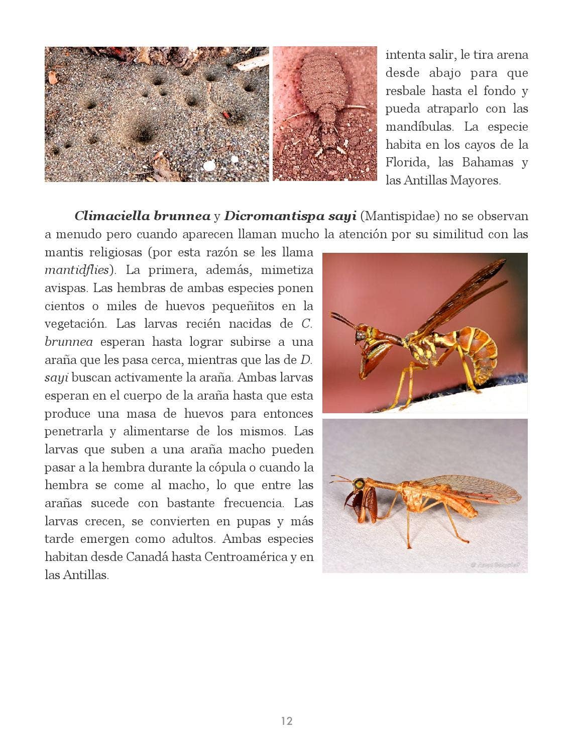 Insectos de Puerto Rico by La Colección Puertorriqueña - Issuu