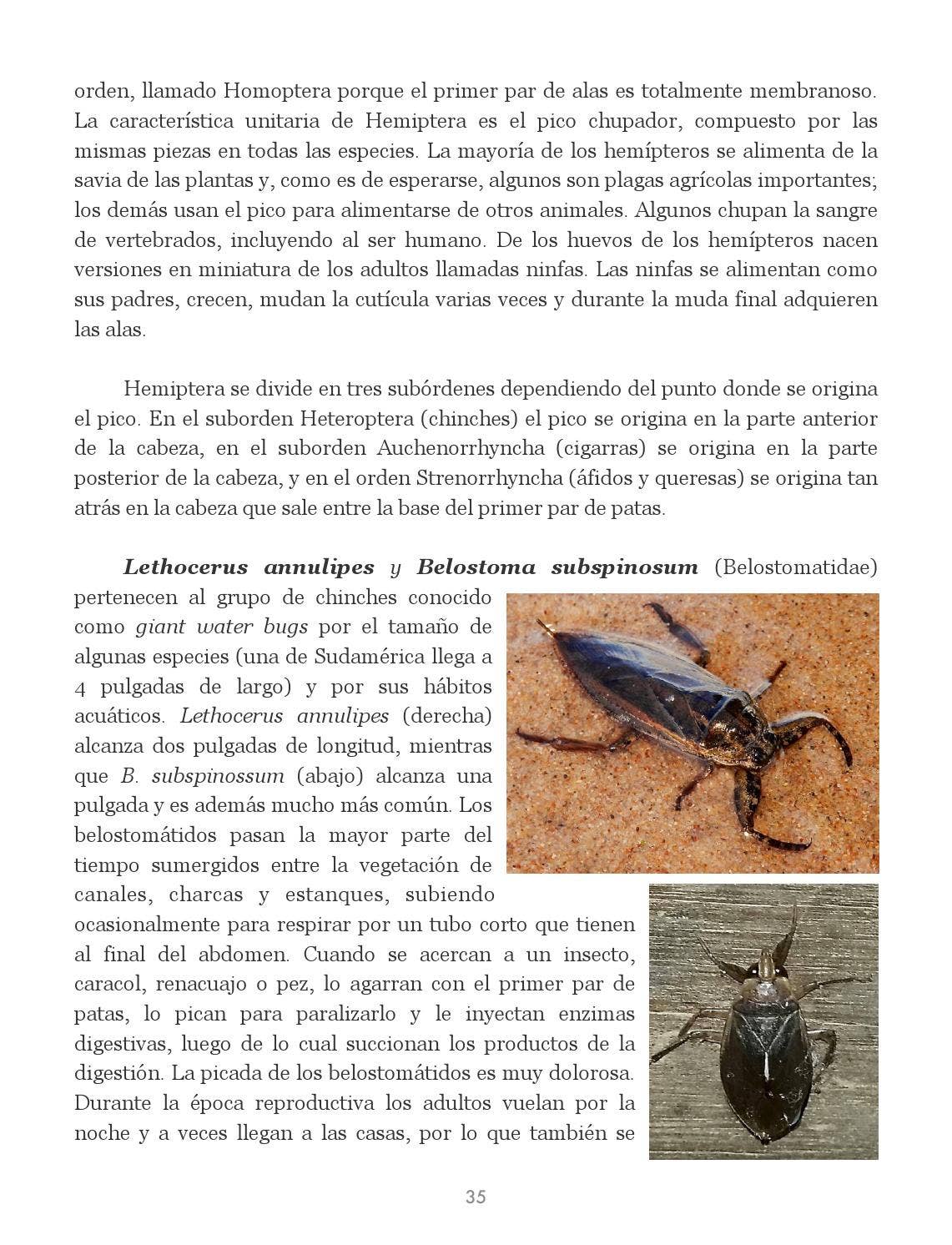 Insectos de Puerto Rico by La Colección Puertorriqueña - Issuu