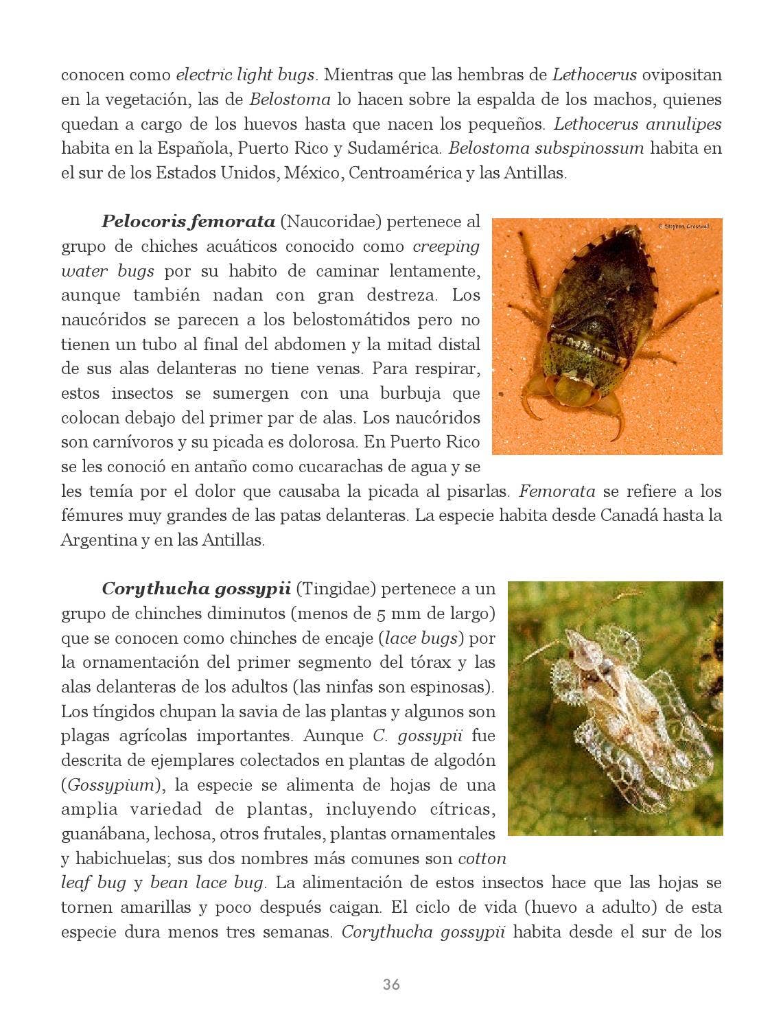 Insectos de Puerto Rico by La Colección Puertorriqueña - Issuu