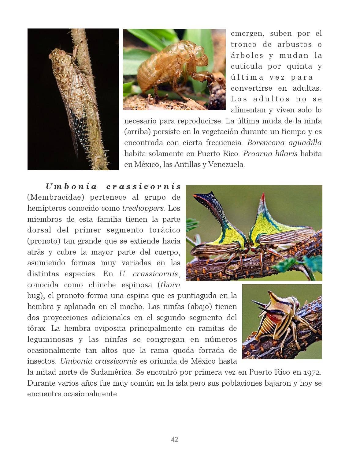 Insectos de Puerto Rico by La Colección Puertorriqueña - Issuu