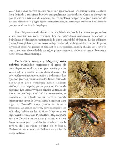 Insectos de Puerto Rico by La Colección Puertorriqueña - Issuu