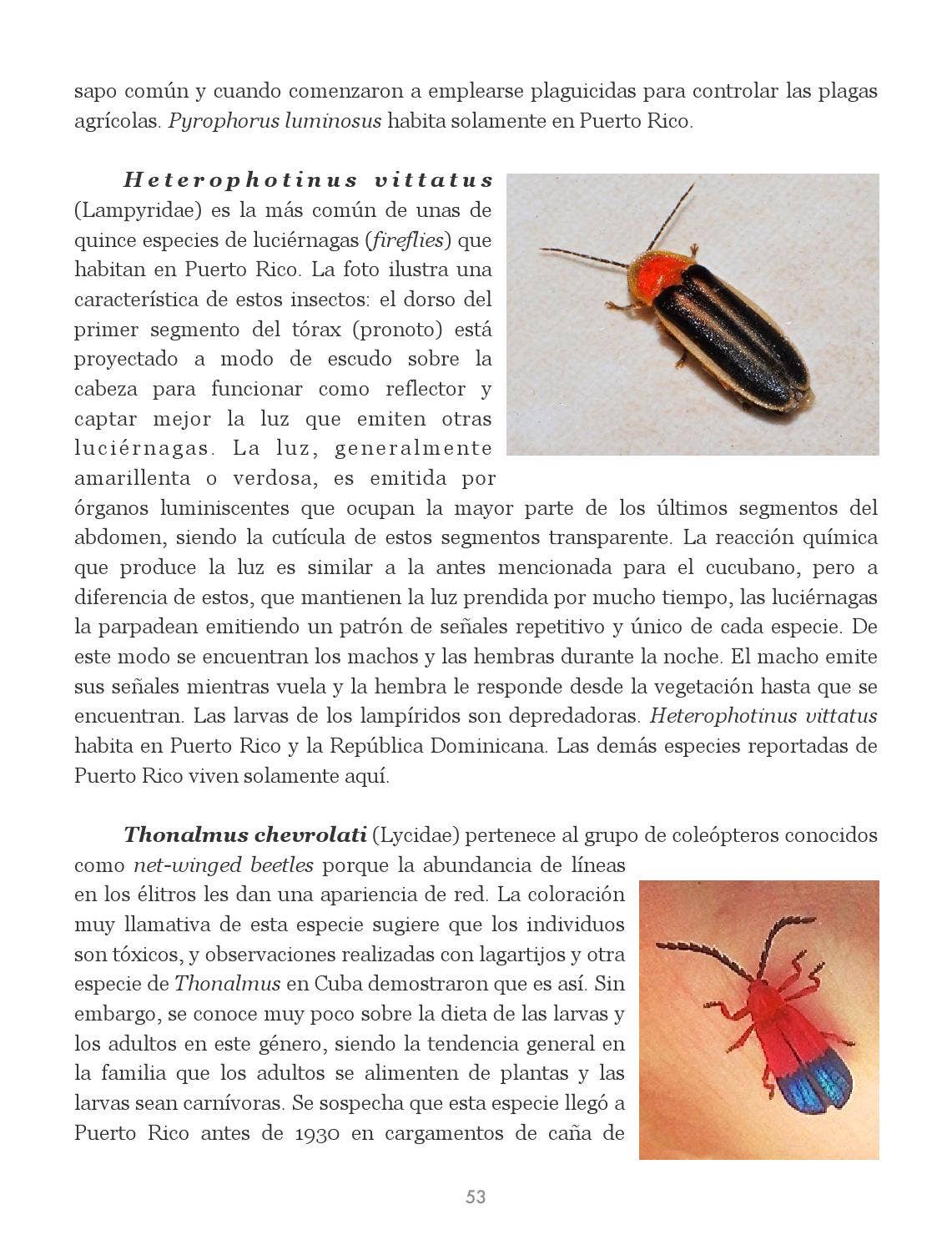 Insectos de Puerto Rico by La Colección Puertorriqueña - Issuu