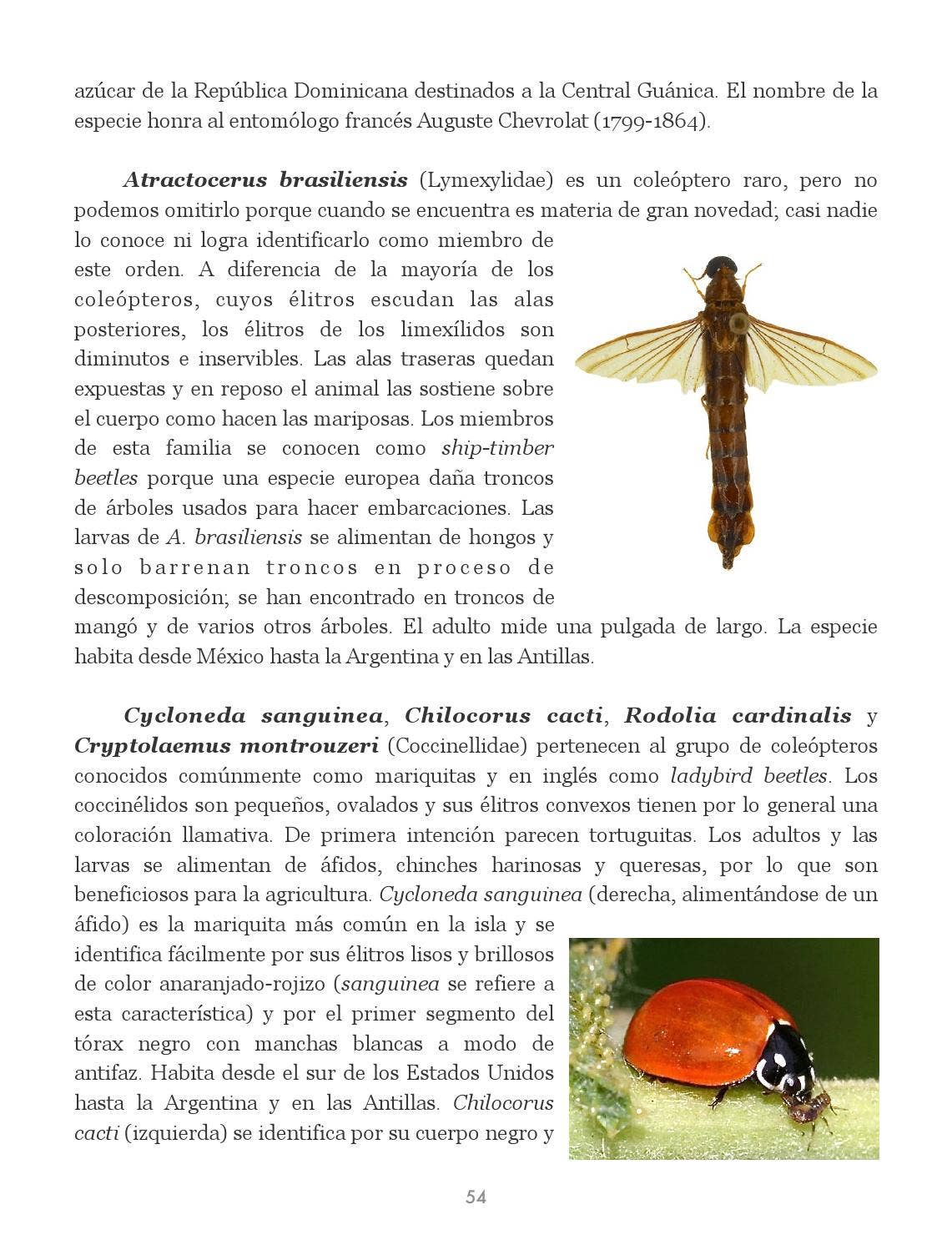 Insectos de Puerto Rico by La Colección Puertorriqueña - Issuu