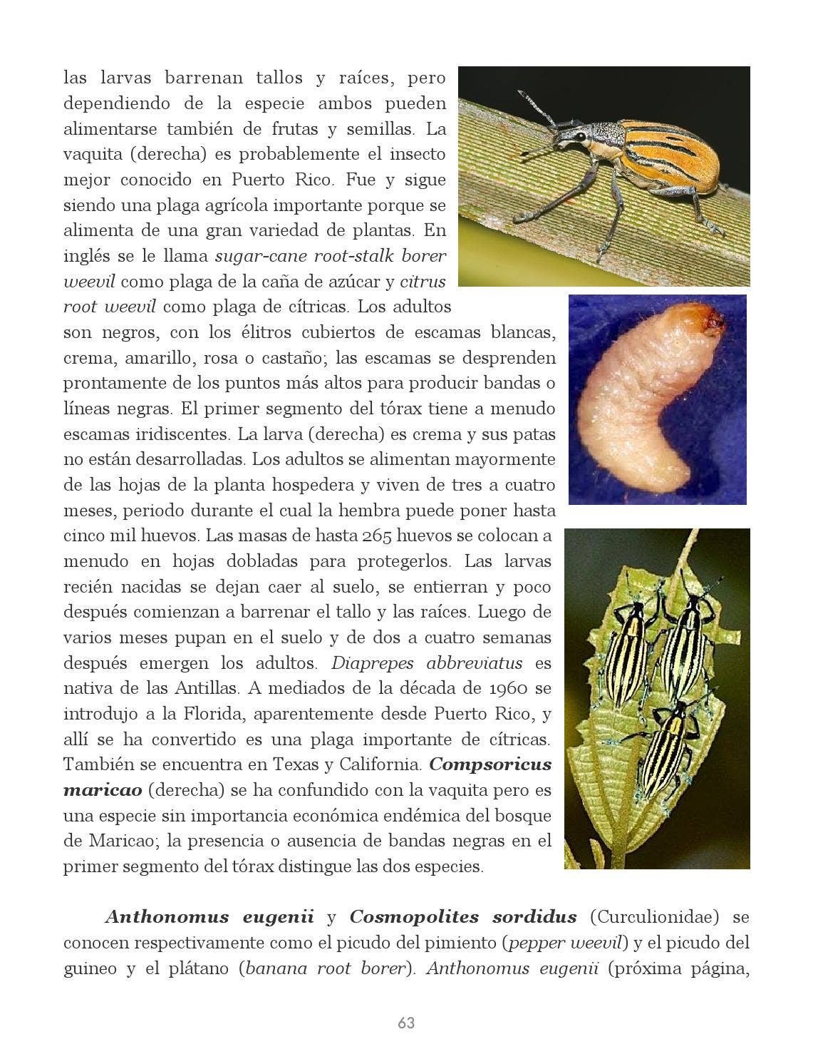 Insectos de Puerto Rico by La Colección Puertorriqueña - Issuu