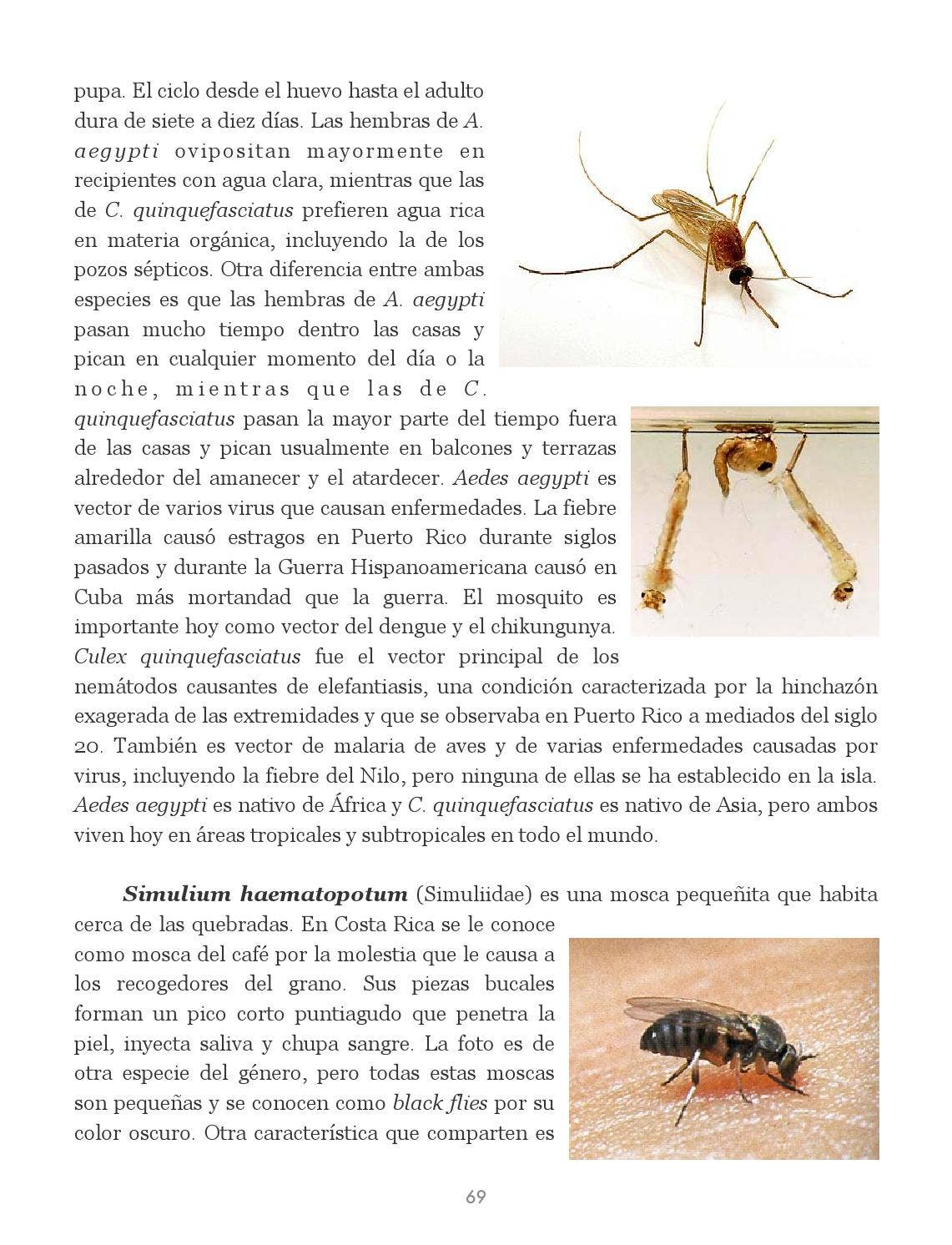 Insectos de Puerto Rico by La Colección Puertorriqueña - Issuu