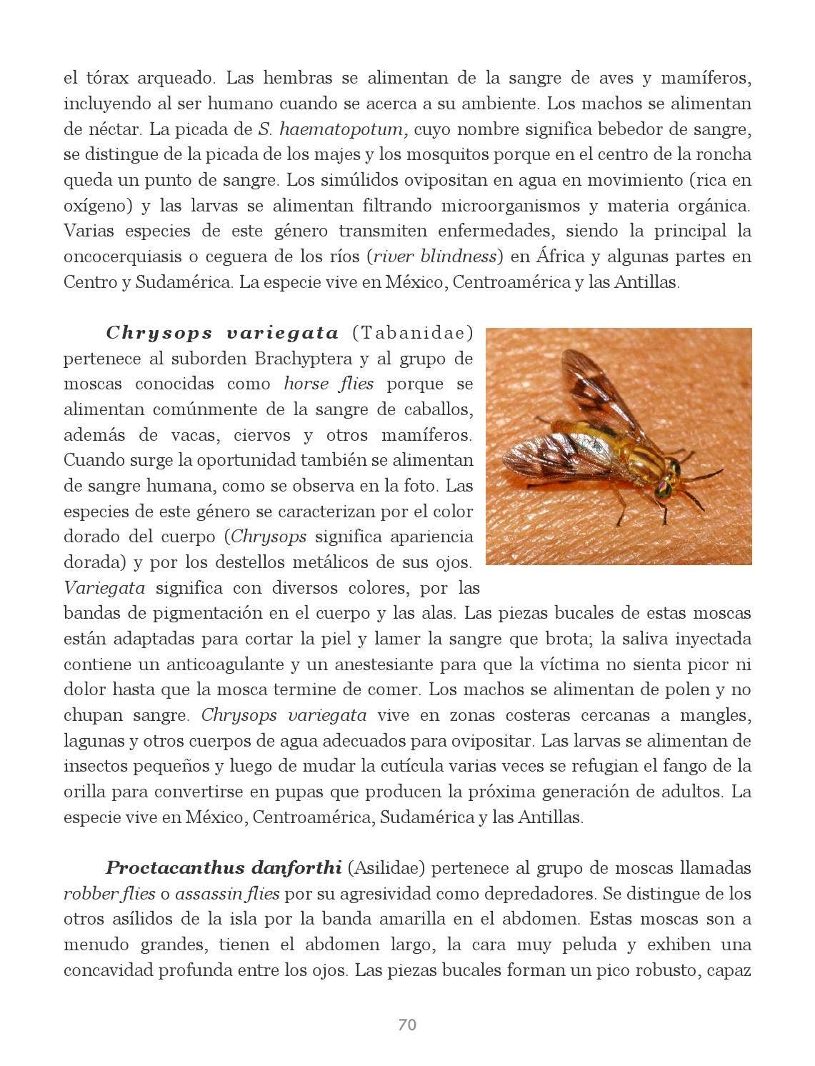 Insectos de Puerto Rico by La Colección Puertorriqueña - Issuu