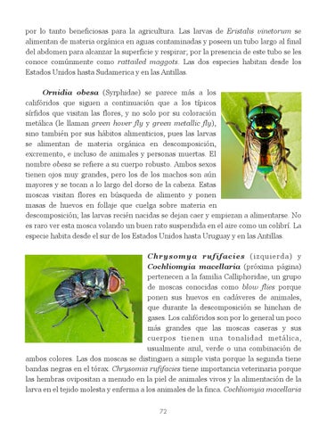 Insectos de Puerto Rico by La Colección Puertorriqueña - Issuu