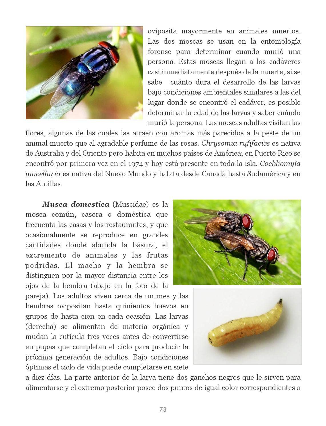Insectos de Puerto Rico by La Colección Puertorriqueña - Issuu