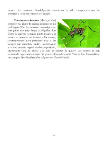 Insectos de Puerto Rico by La Colección Puertorriqueña - Issuu