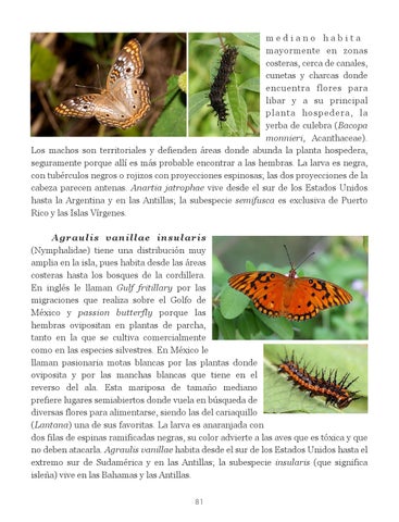 Insectos de Puerto Rico by La Colección Puertorriqueña - Issuu