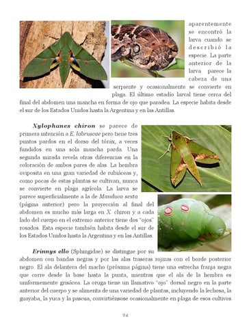 Insectos de Puerto Rico by La Colección Puertorriqueña - Issuu
