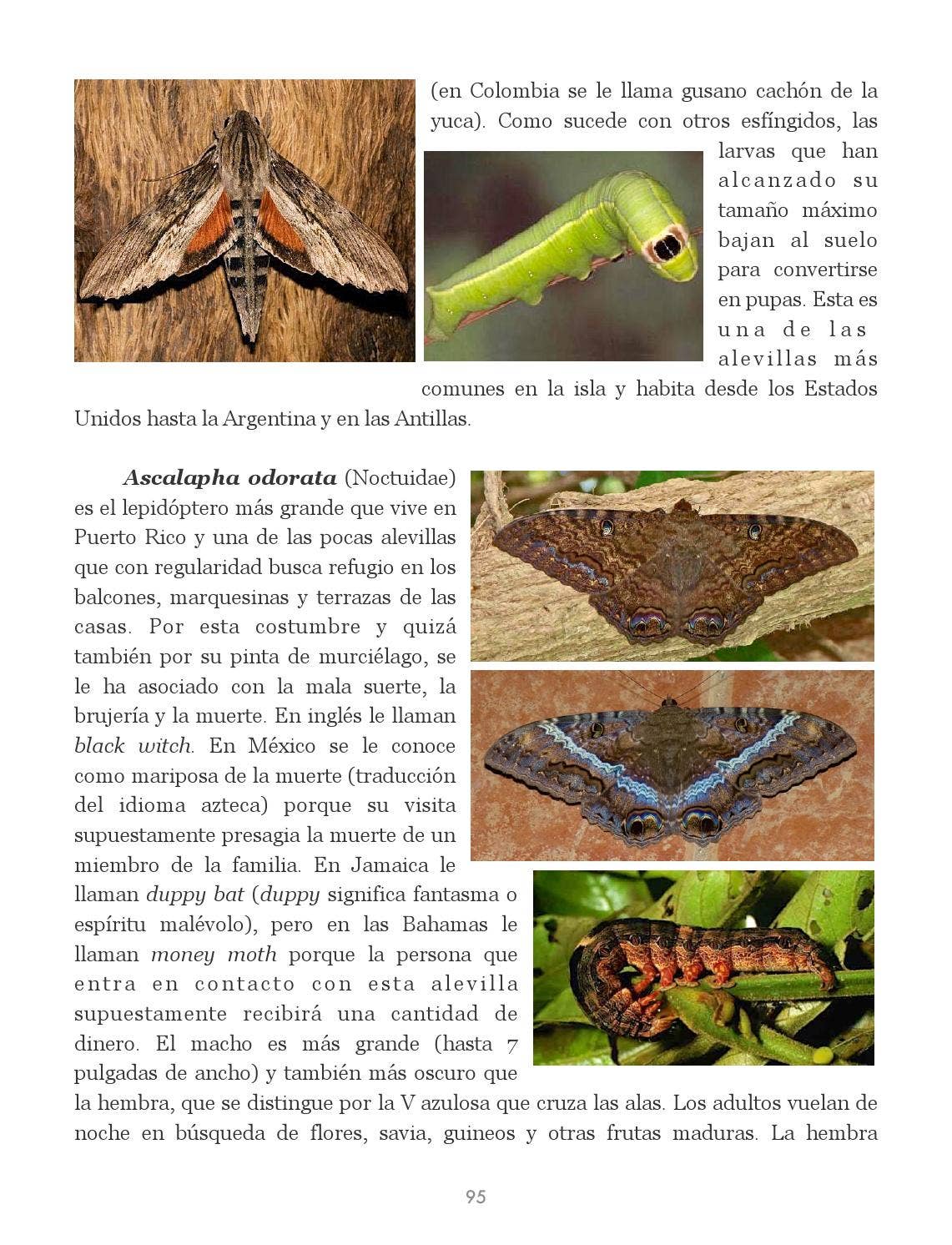 Insectos de Puerto Rico by La Colección Puertorriqueña - Issuu