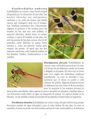 Insectos de Puerto Rico by La Colección Puertorriqueña - Issuu