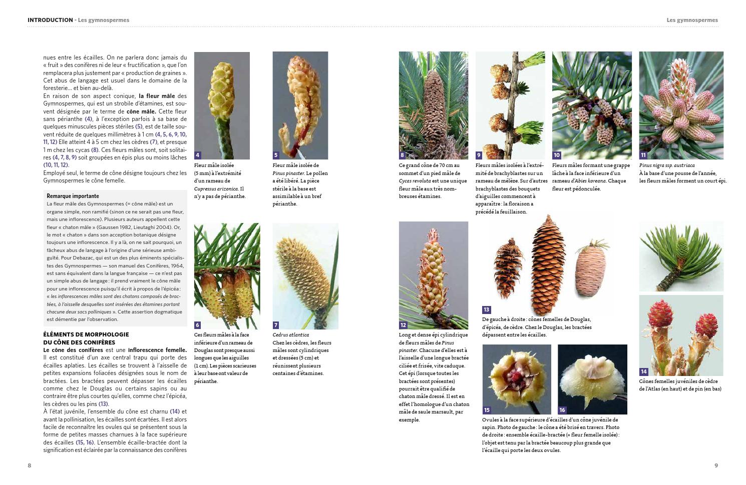Dictionnaire Visuel Des Arbres Et Arbustes Communs