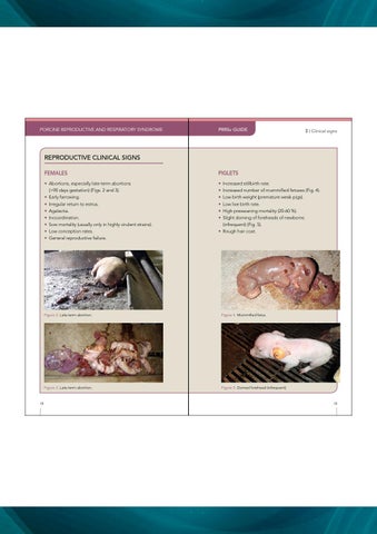 PRRSv Guide Porcine Reproductive and Respiratory Syndrome by Grupo Asís ...