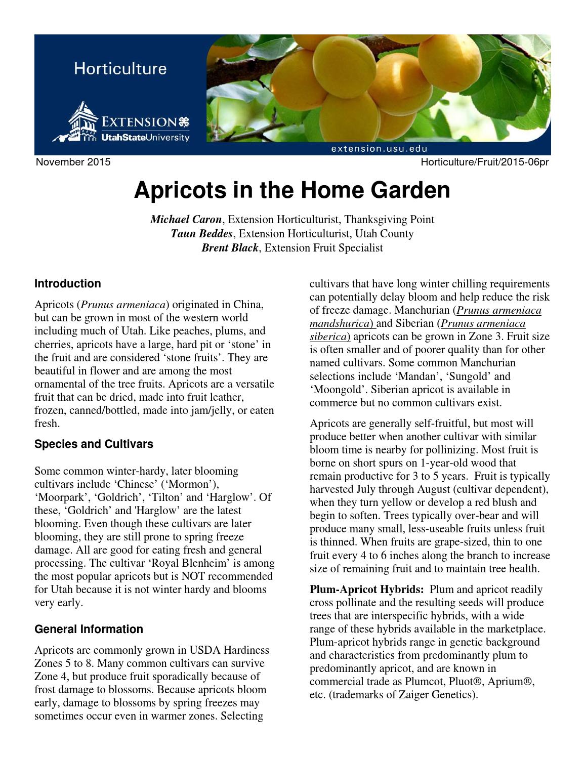 Apricots in the Home Garden by Utah State University Extension Issuu