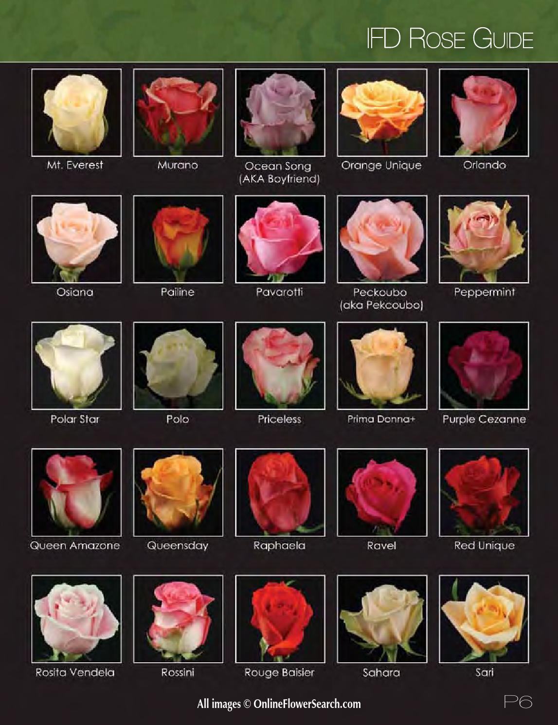 2016 Cut Flower Wholesale Catalog by Cut Flower Wholesale, Inc. Issuu