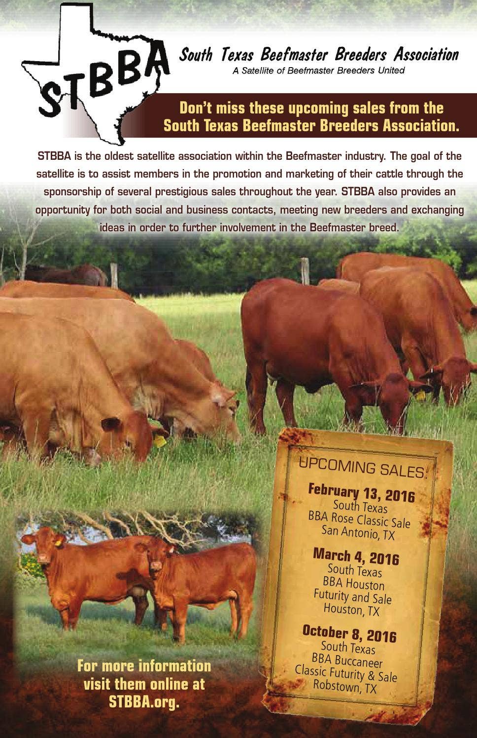 The Banner - Beefmaster Seedstock Directory by Beefmaster Breeders ...