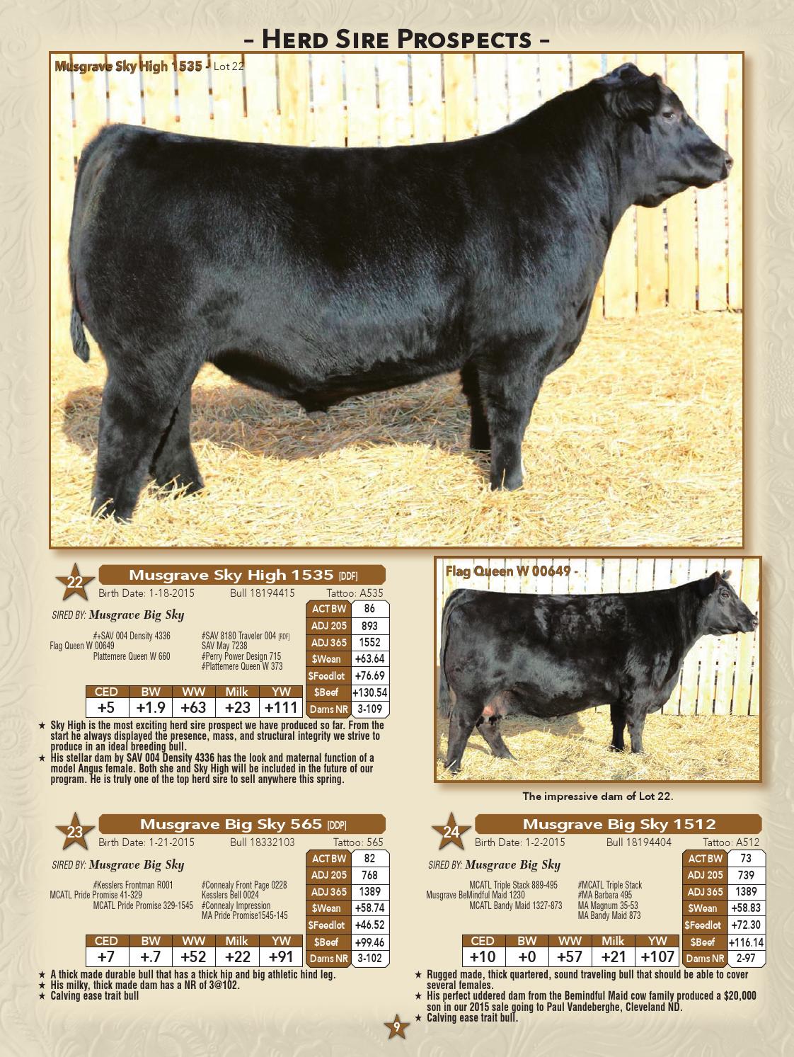 Musgrave Angus 2016 Bull Sale by LivestockDirect Issuu