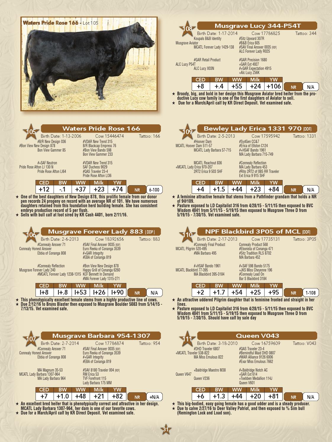 Musgrave Angus 2016 Bull Sale by LivestockDirect Issuu