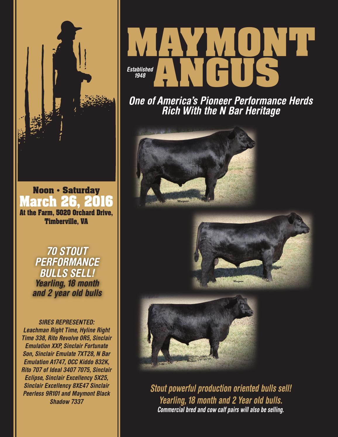 Maymont Angus by Gail Lombardino, Homestead Graphics Issuu