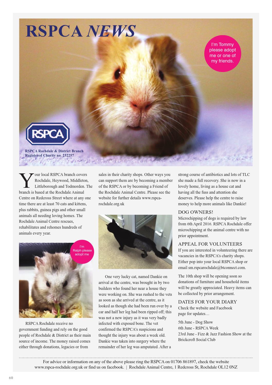 rspca hamsters for adoption