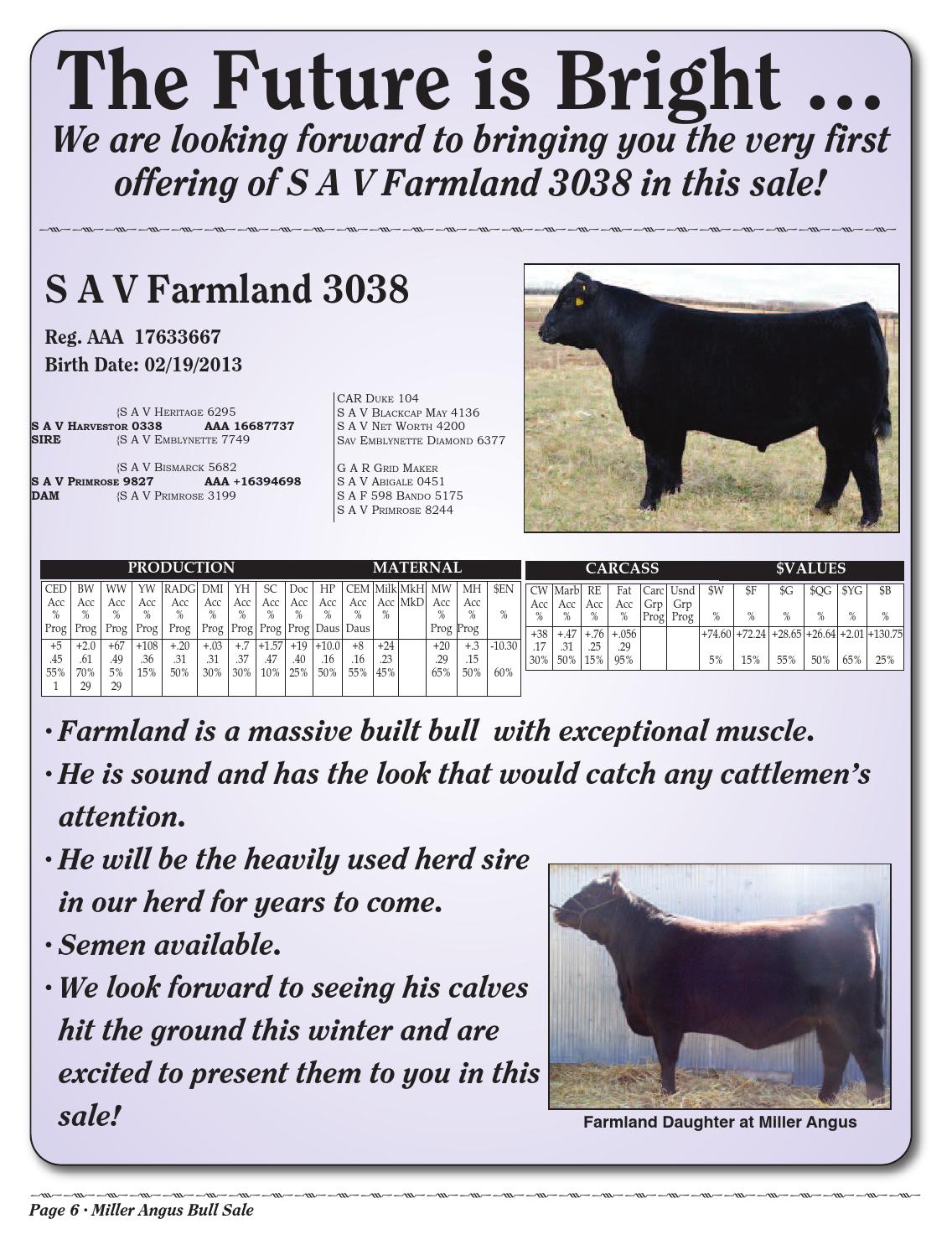 Miller angus by RPI Promotions Issuu