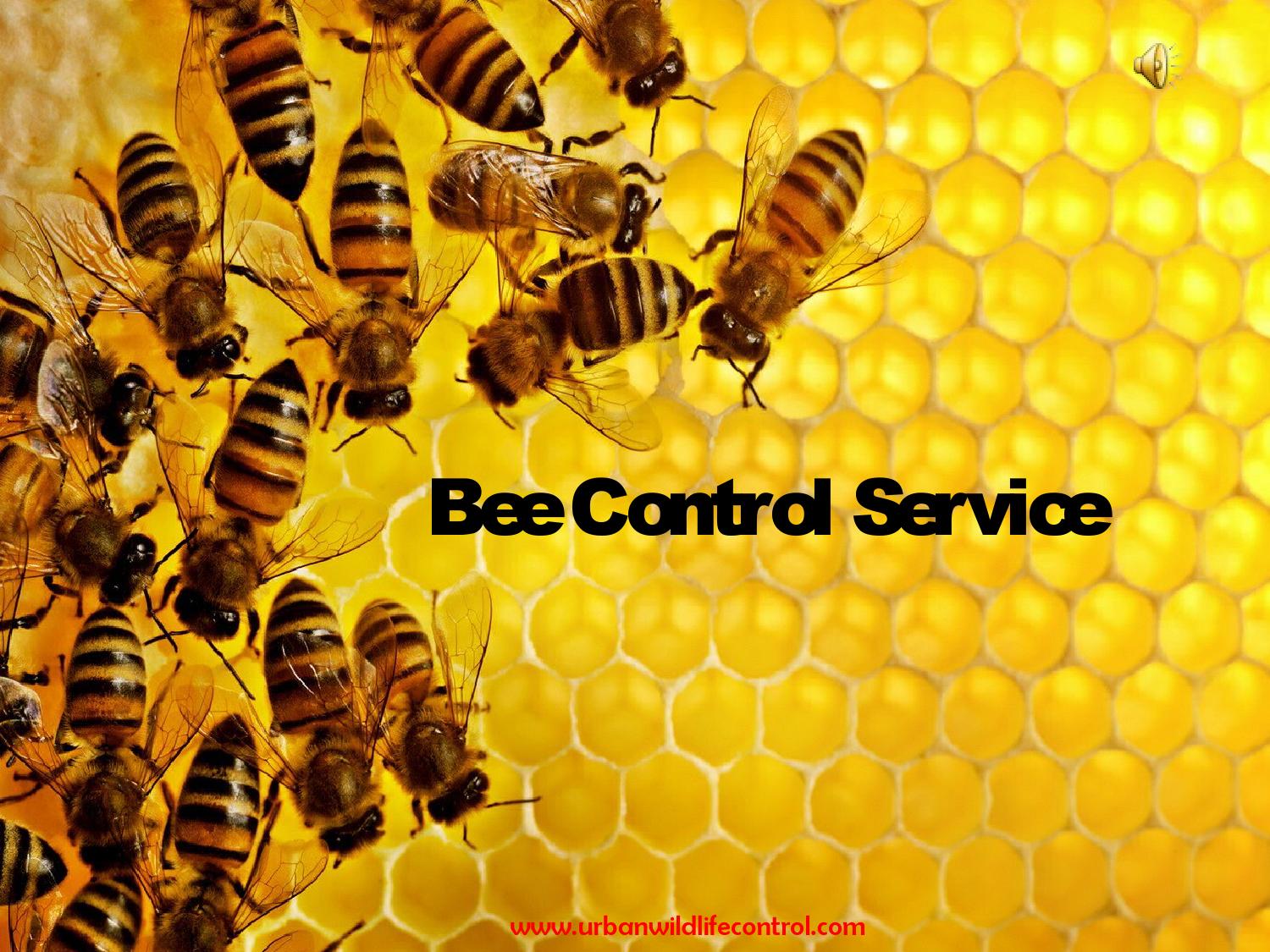 Bee Control Service by Urbanwildlifecontrol Issuu