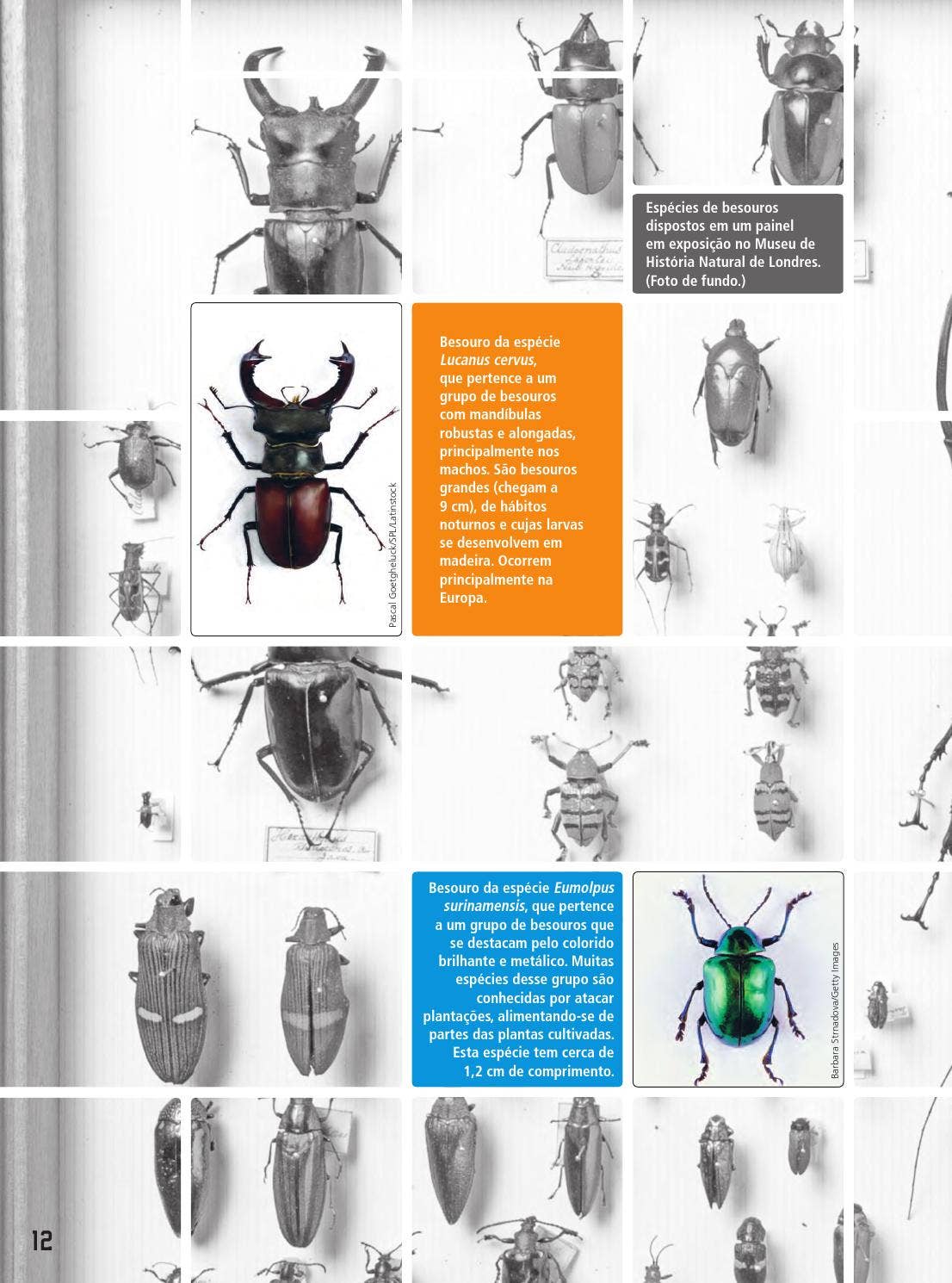 Imagem gratuita: natureza, inseto, fluorescente bug, Besouro Verde, animal,  invertebrado, folha verde, image size:1106x1490