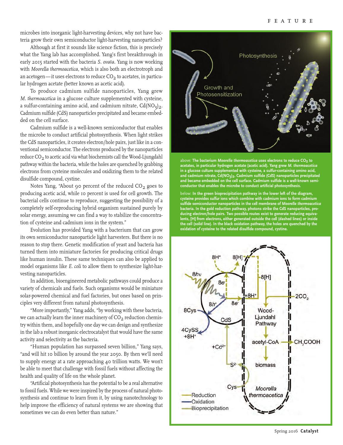 Catalyst Magazine V 11.1 by CATALYST MAGAZINE College of Chemistry, UC