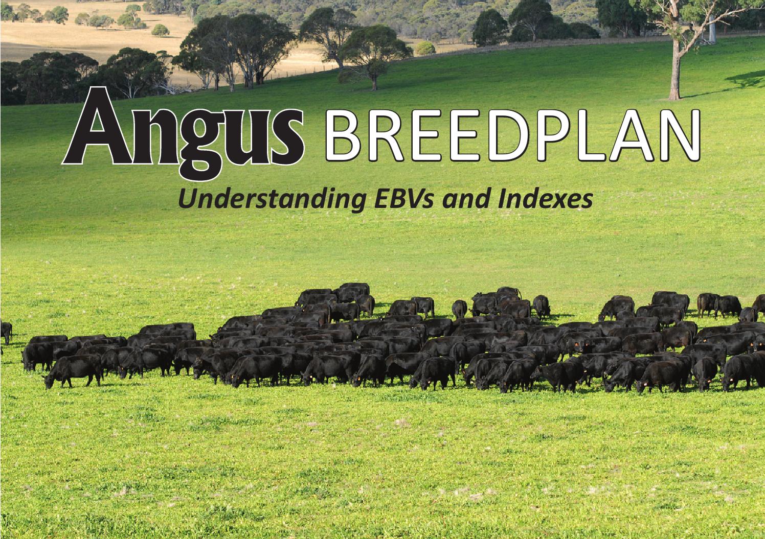 angus-breedplan-by-angus-australia-issuu