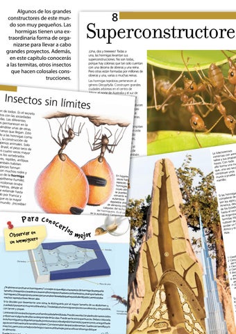 El Mundo de los Insectos by Safeliz - Issuu