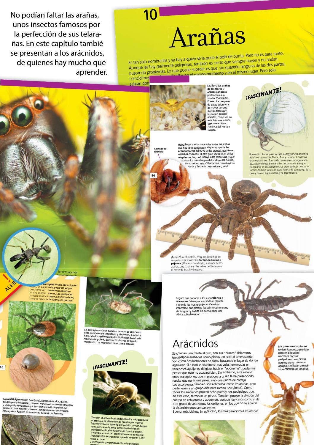 4 Insectos El Mundo de los Insectos by Safeliz - Issuu