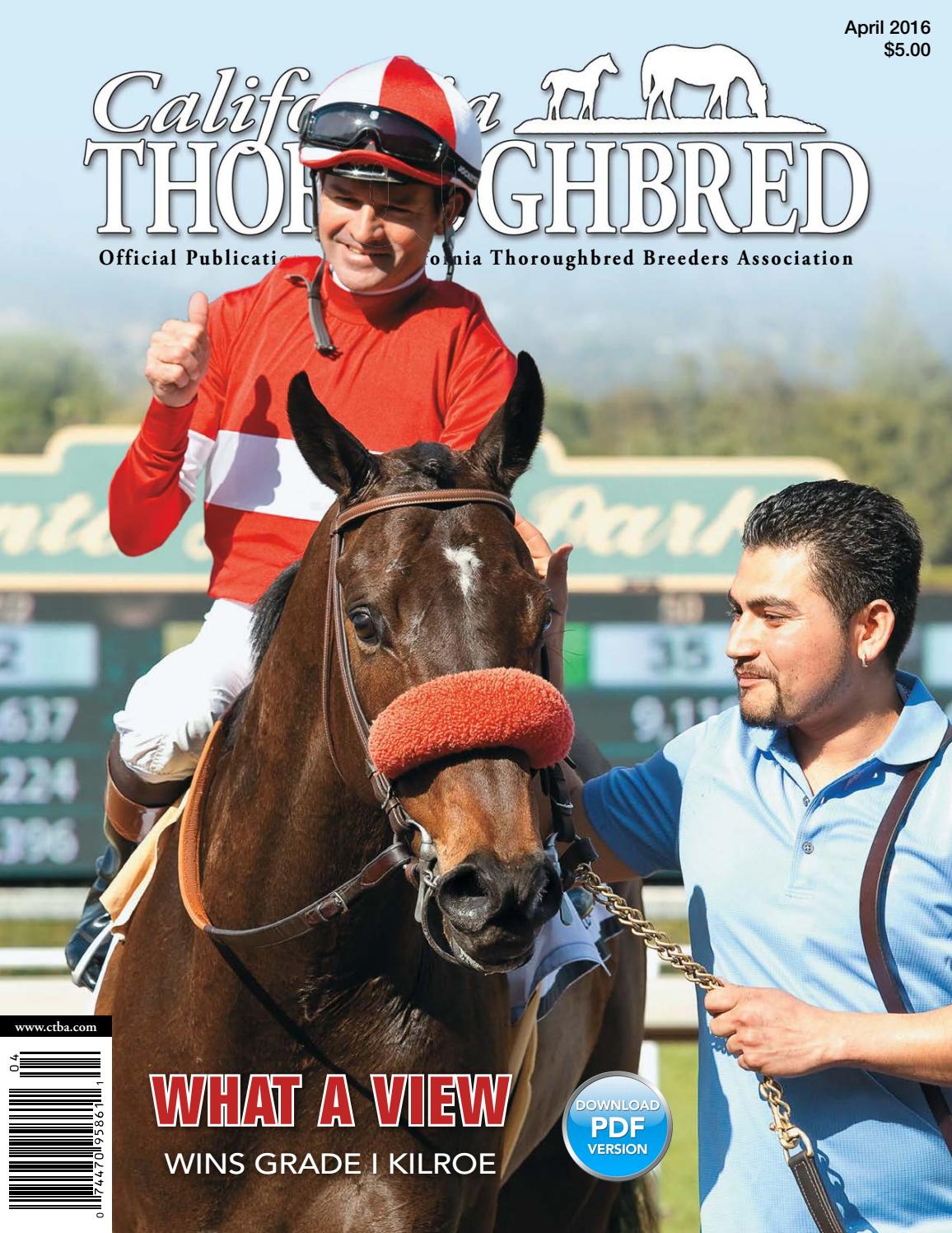 Thoroughbred