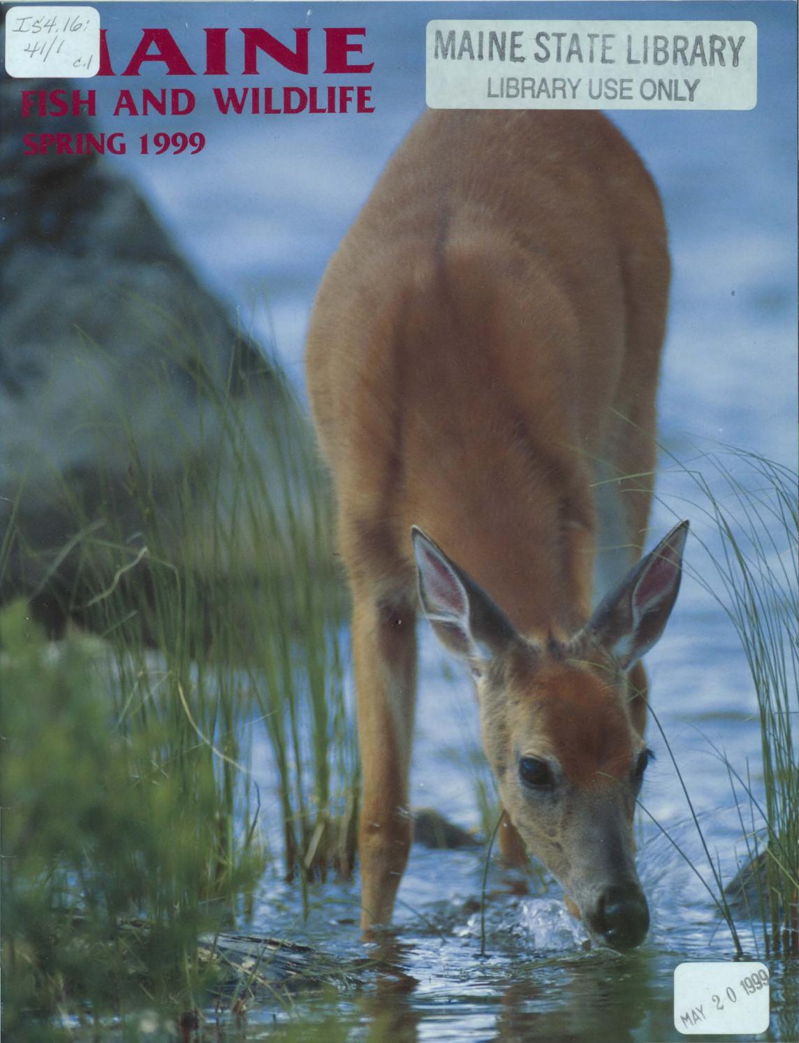 Maine Fish and Wildlife Magazine, Spring 1999 by Maine State Library