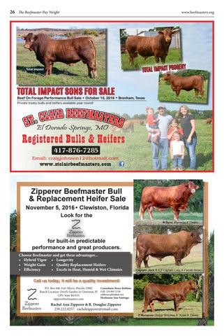 Beefmaster Bull Weight