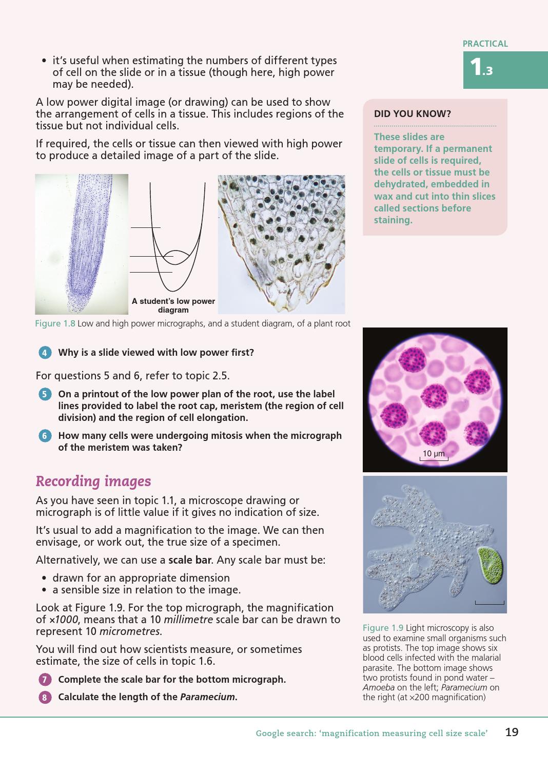 Essay blood cell 05 image