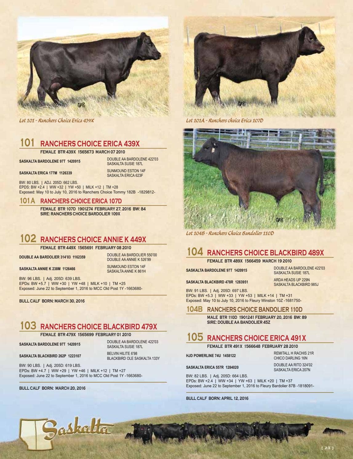 Saskalta Purebred Angus Herd Dispersal by Everything Angus - Issuu
