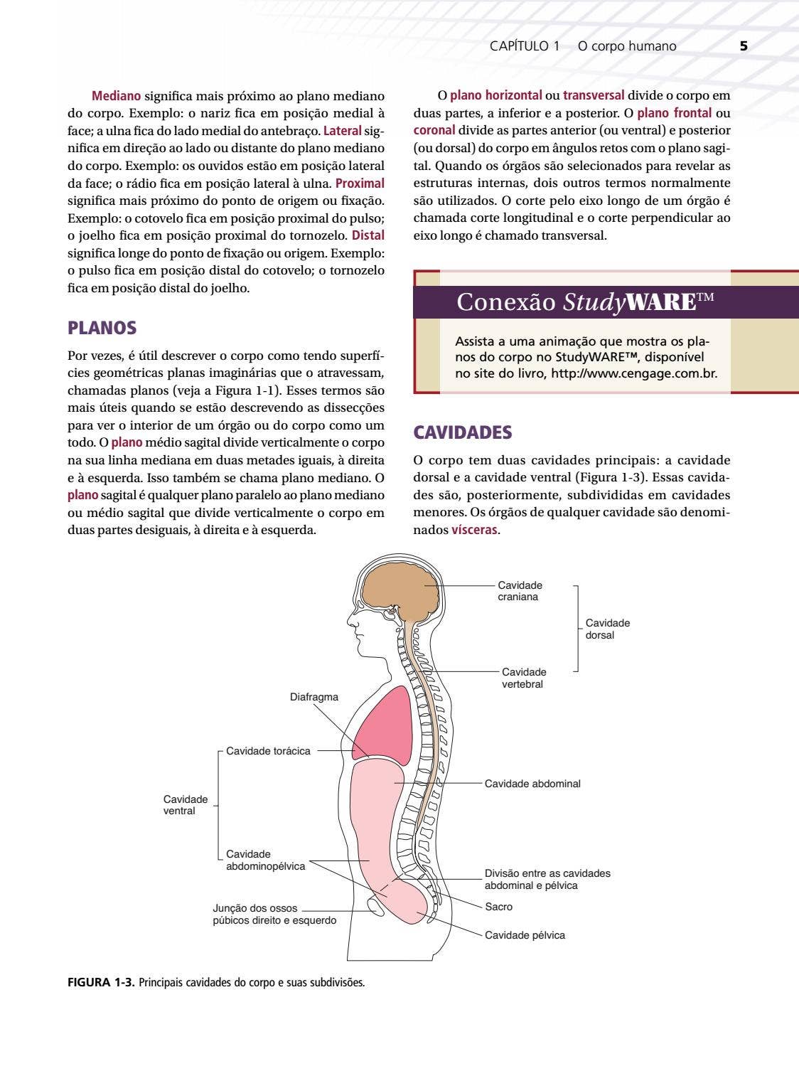 a Anatomia e Fisiologia: Tradução da 3ª edição norte-americana by Cengage  Brasil - Issuu, image size:1124x1499