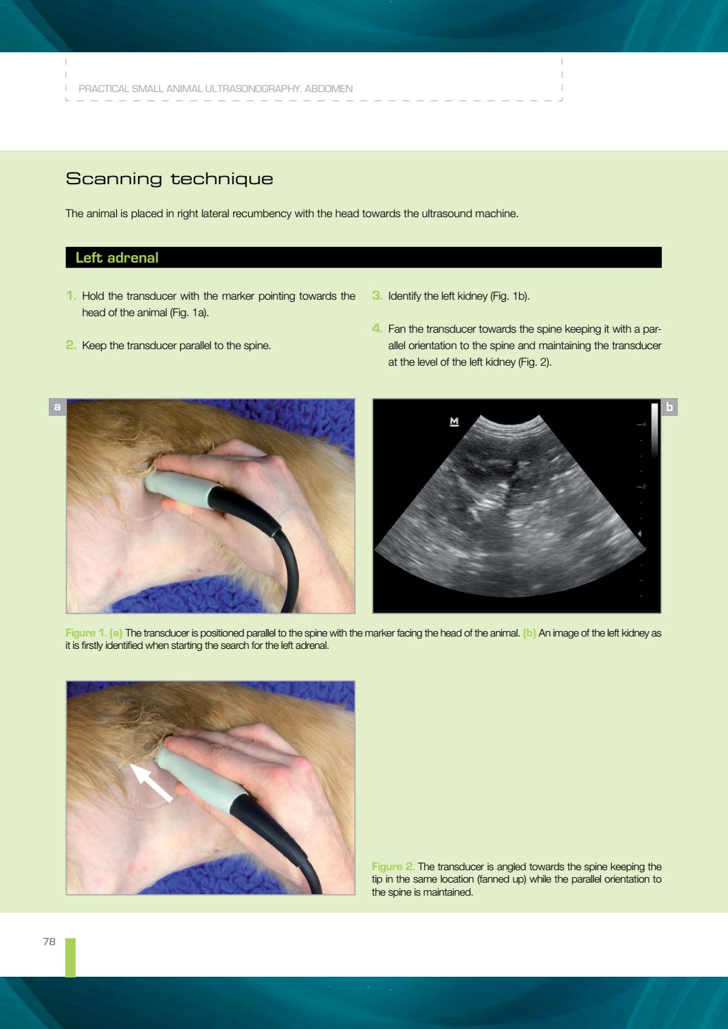 Practical small animal ultrasonography. Abdomen by Grupo Asís Issuu