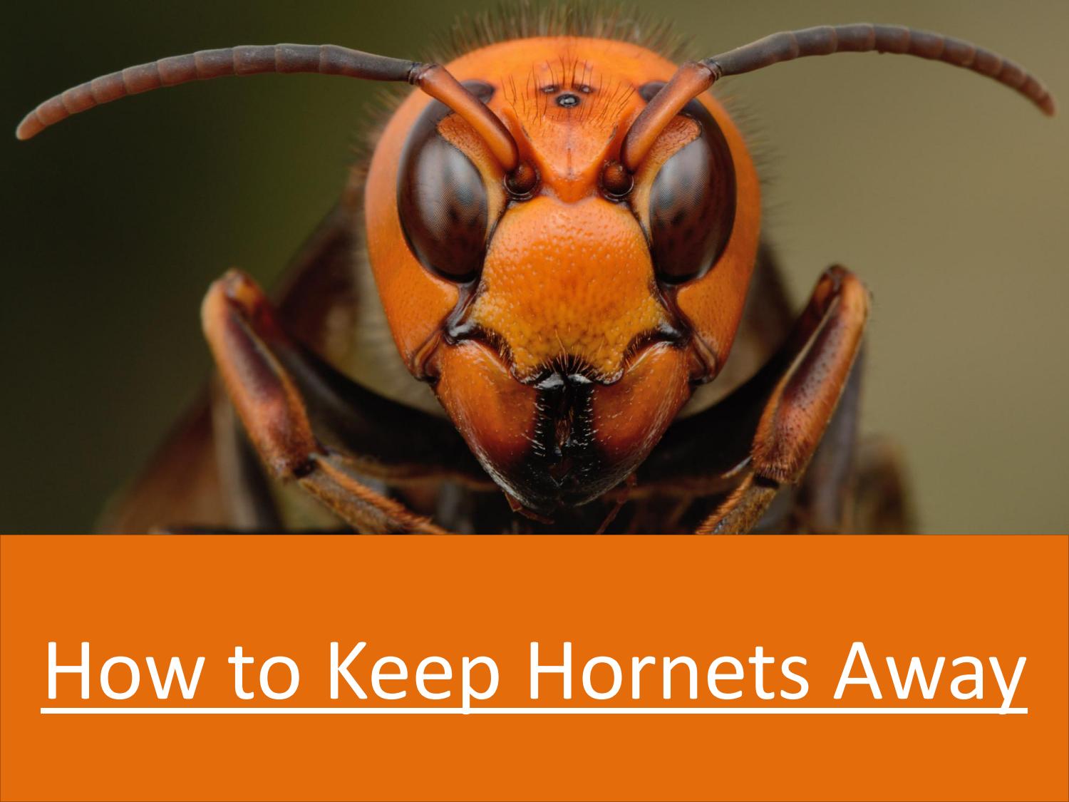 How To Keep Away by Urbanwildlifecontrol Issuu