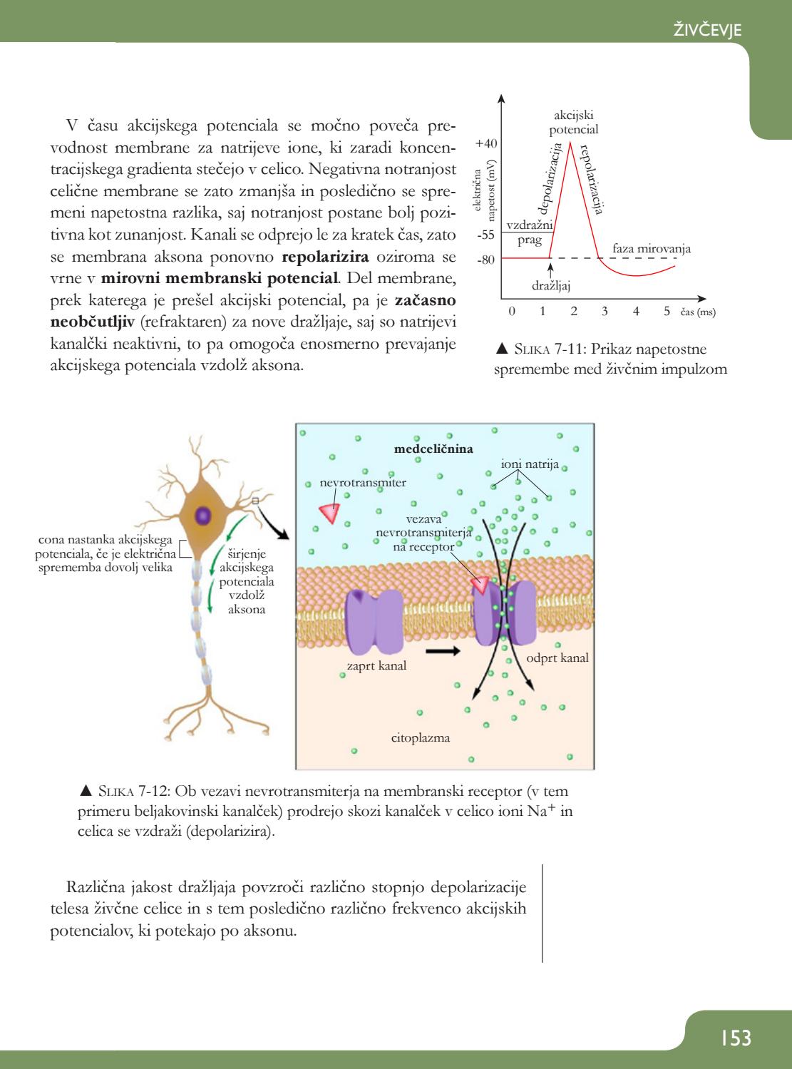 ANATOMIJA IN FIZIOLOGIJA ČLOVEKA by Pipinova Knjiga - Issuu