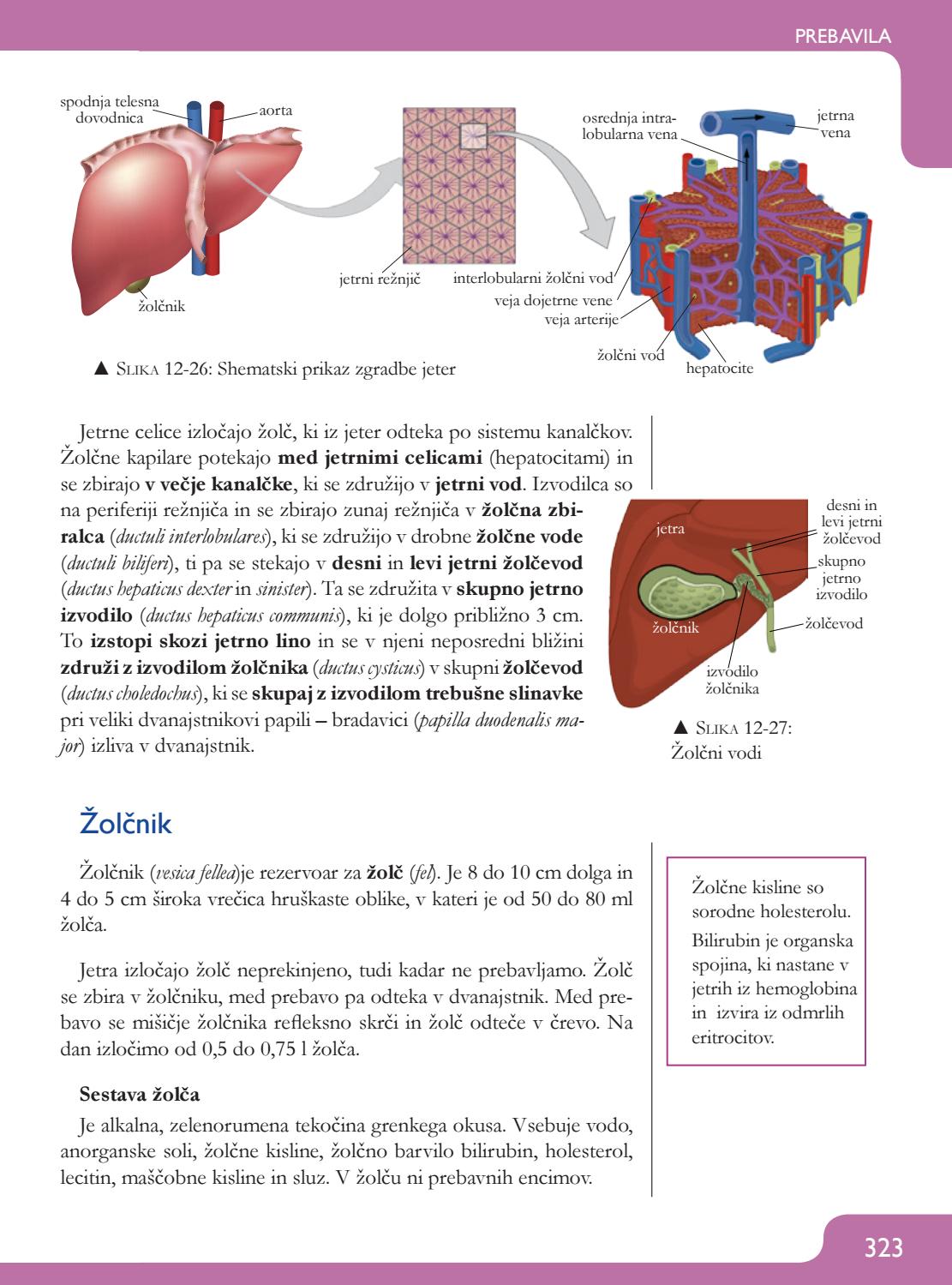 ANATOMIJA IN FIZIOLOGIJA ČLOVEKA by Pipinova Knjiga - Issuu