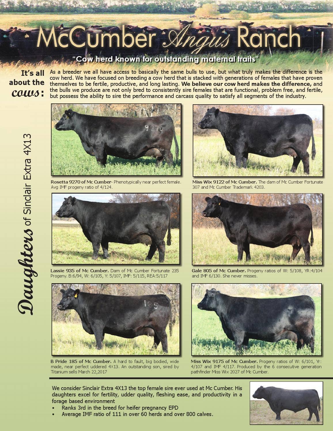 Mccumber Angus Ranch McCumber Angus Ranch 2017 Newsletter by LivestockDirect - Issuu