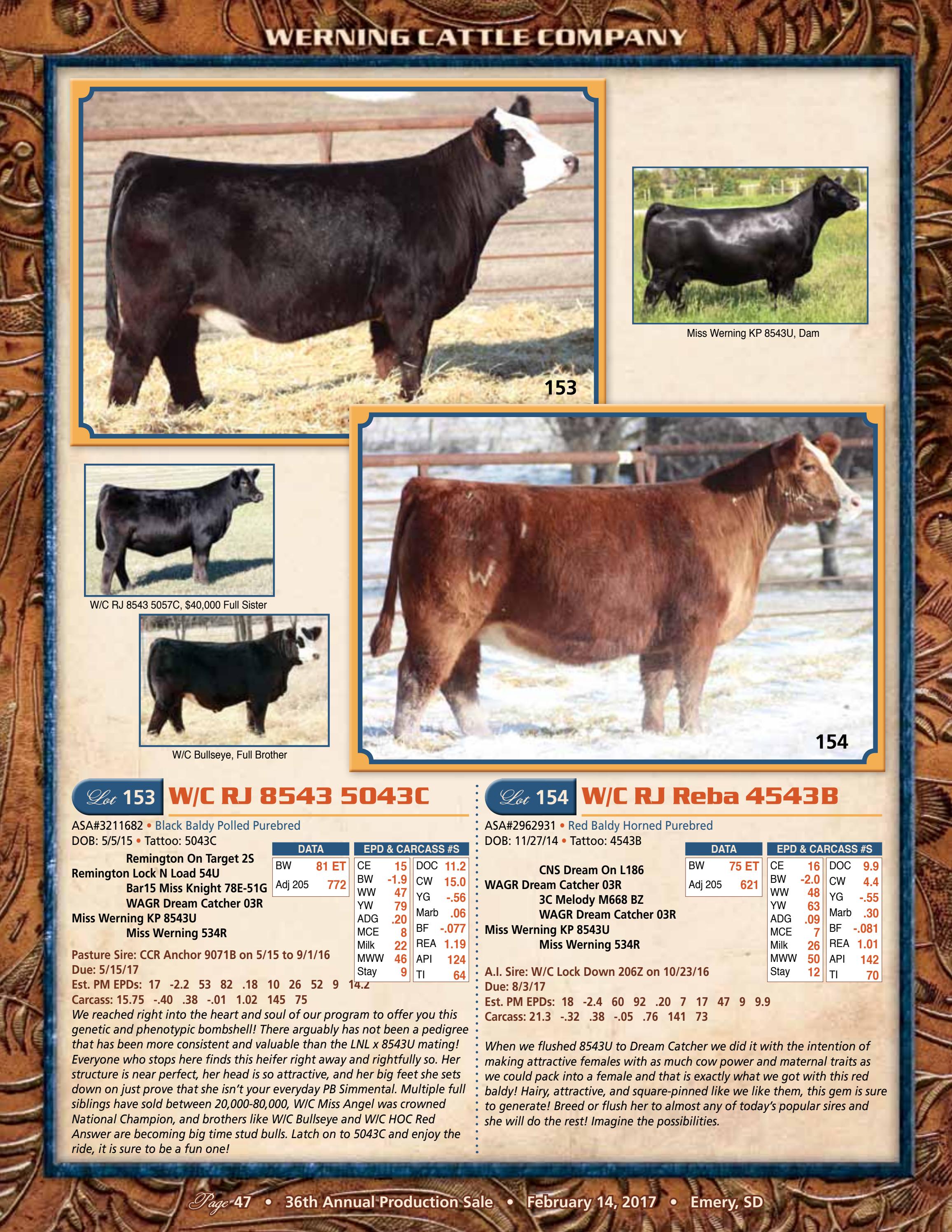 Werning Cattle Co Production Sale 2017 by Bohrson Marketing ...