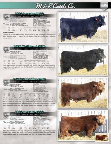 Simmental Bull Bold Ruler
