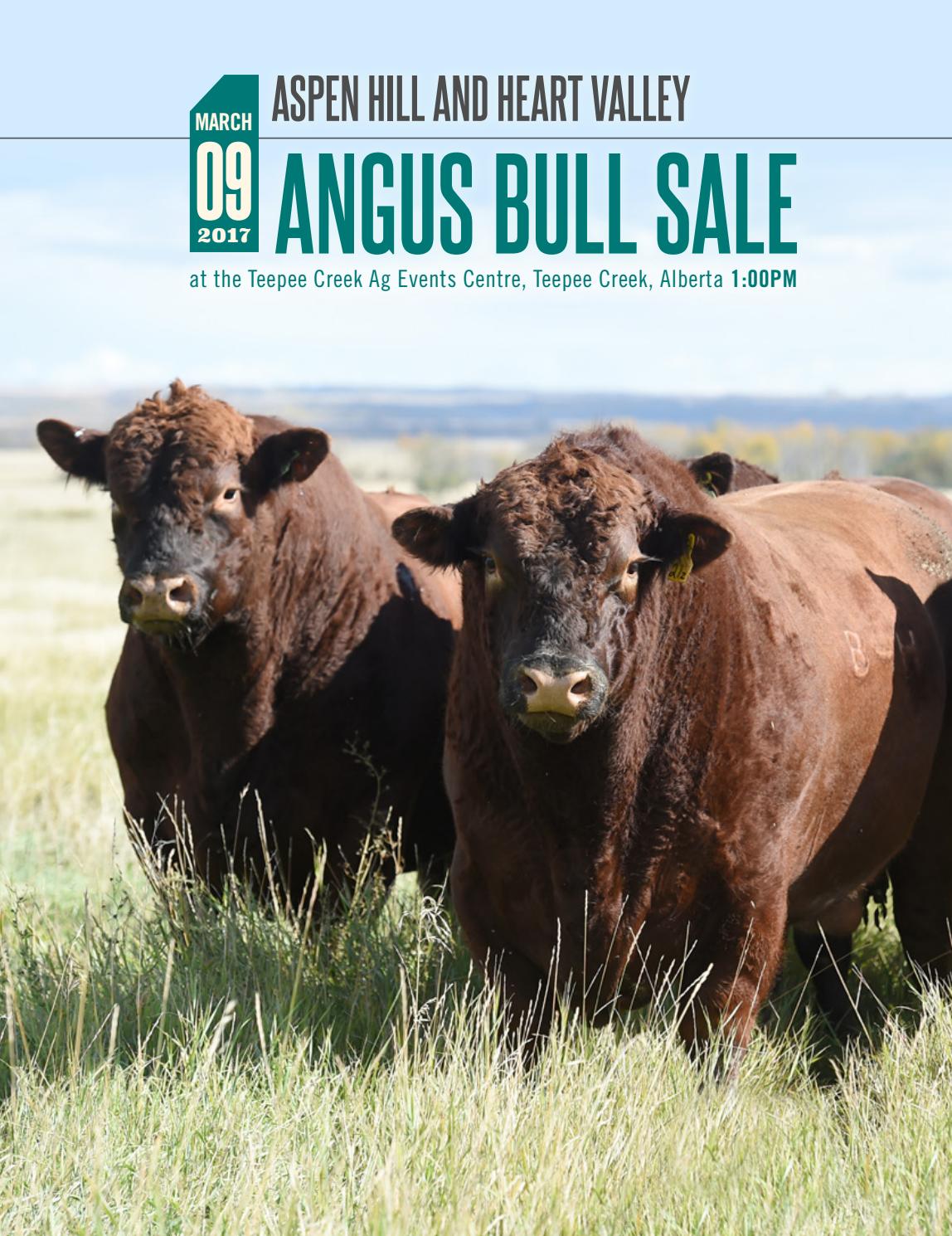 Aspen Hill and Heart Valley Angus Bull Sale 2017 by Catalogs by Top