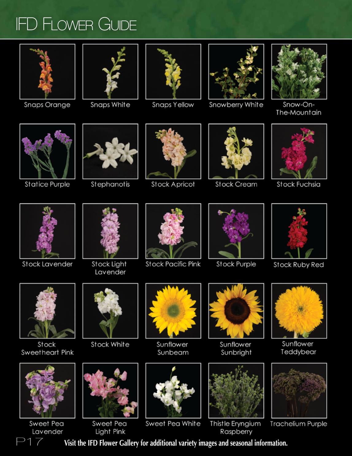 2017 Cut Flower Wholesale Catalog by Cut Flower Wholesale, Inc. Issuu